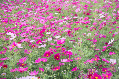 公园里盛开的格桑花