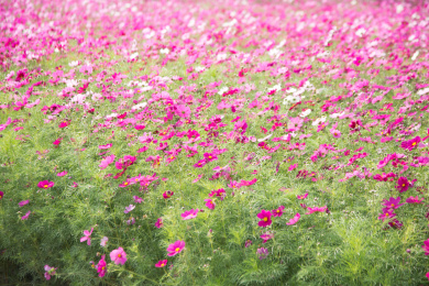 公园里盛开的格桑花