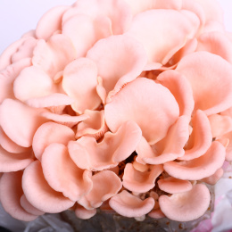 粉色红平菇特写 作物