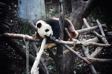 野生动物园里树上的国宝大熊猫