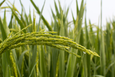 阳光照耀下，即将成熟的水稻在肥沃的田地里慢慢生长特写
