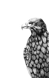 黑白手绘雄鹰素描插画