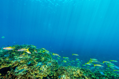 秋季白天美国塞班岛水下珊瑚礁与鱼群