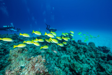 秋季白天美国塞班岛水下珊瑚礁与鱼群