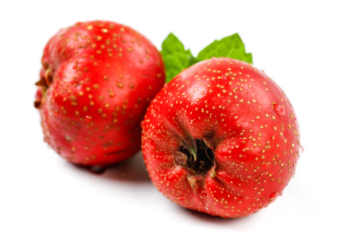 白底上的两颗红山楂