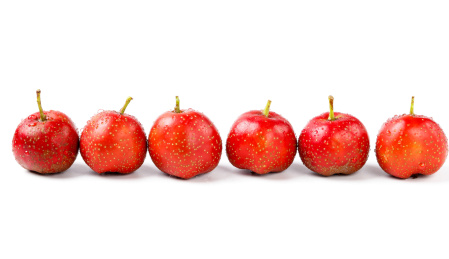 白底上的一排山楂