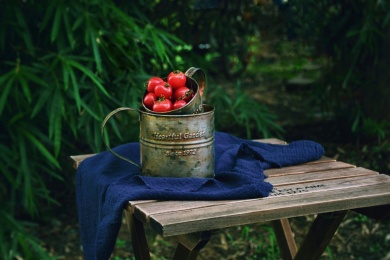 公园里木质餐桌上的水果圣女果