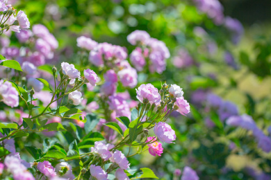 雨后春天户外盛开的蔷薇花七姊妹花特写镜头