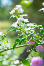 雨后春天户外盛开的蔷薇花七姊妹花特写镜头
