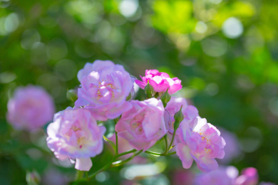 雨后春天户外盛开的蔷薇花七姊妹花特写镜头