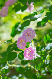 雨后春天户外盛开的蔷薇花七姊妹花特写镜头