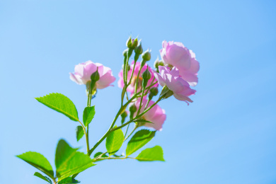 雨后春天户外盛开的蔷薇花七姊妹花特写镜头