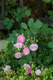 雨后春天户外盛开的蔷薇花七姊妹花特写镜头