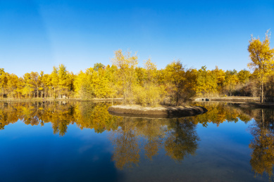 甘肃省酒泉市金塔县胡杨林和金波湖秋天风光