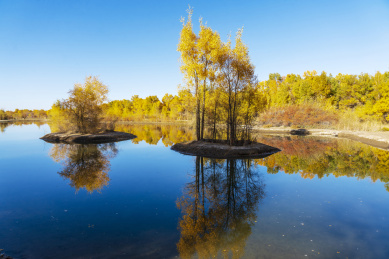 甘肃省酒泉市金塔县胡杨林和金波湖秋天风光