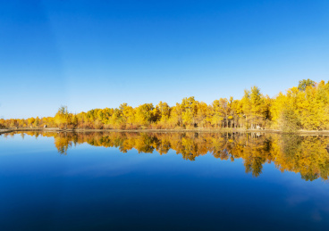 甘肃省酒泉市金塔县胡杨林和金波湖秋天风光