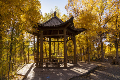 甘肃省酒泉市金塔县胡杨林秋天风光