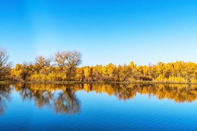 甘肃省酒泉市金塔县胡杨林和金波湖秋天风光