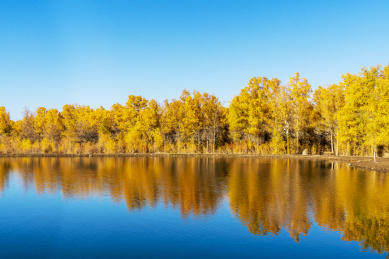 甘肃省酒泉市金塔县胡杨林和金波湖秋天风光