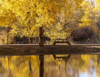 甘肃省酒泉市金塔县胡杨林和金波湖秋天风光
