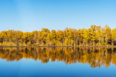 甘肃省酒泉市金塔县胡杨林和金波湖秋天风光