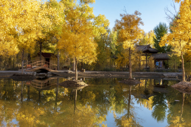 甘肃省酒泉市金塔县胡杨林和金波湖秋天风光
