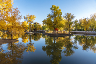 甘肃省酒泉市金塔县胡杨林和金波湖秋天风光