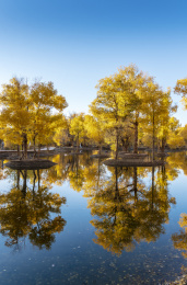 甘肃省酒泉市金塔县胡杨林和金波湖秋天风光