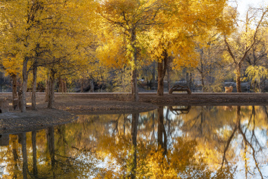 甘肃省酒泉市金塔县胡杨林和金波湖秋天风光