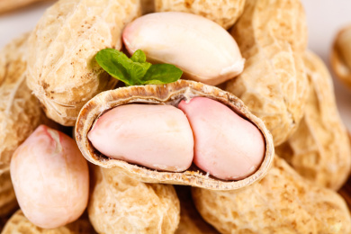 铺满花生底上的湿花生果实