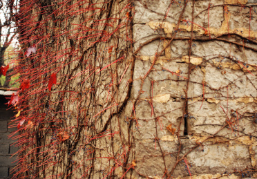 叶片红红的爬墙虎