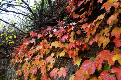 山崖上红色的爬墙虎