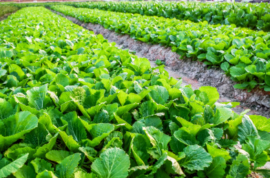 清新的白菜园 小白菜