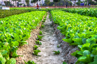 清新菜园里的小直路