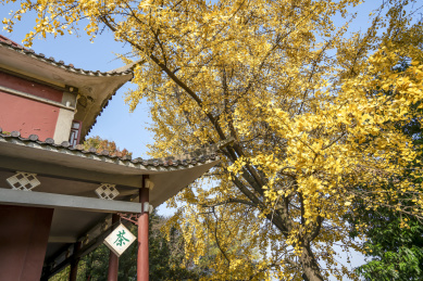 长沙岳麓山风景名胜区银杏