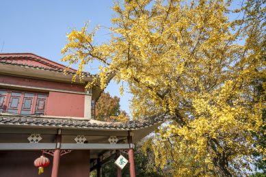 长沙岳麓山风景名胜区银杏