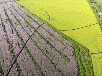 中国新疆昭苏草原的油菜花田