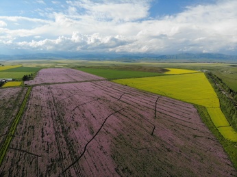 中国新疆昭苏草原的油菜花田