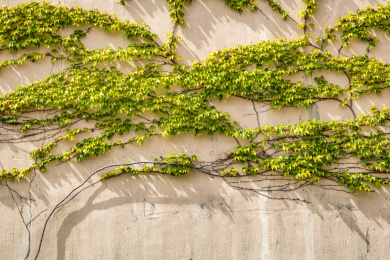 太阳光斜照在一面附着爬山虎的建筑外墙上