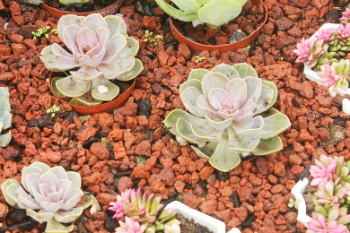 户外火山土上进行无土栽培的多肉植株