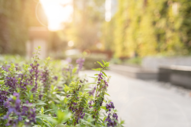 逆光下的园林绿化植物香彩雀