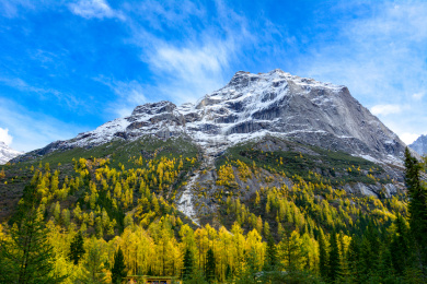 亚洲中国四川省四姑娘山红杉林雪山