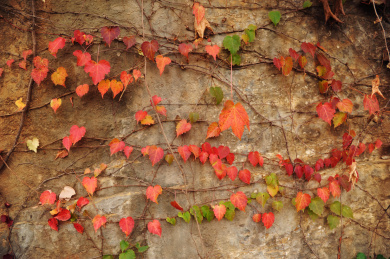 石头墙上爬满红色的爬墙虎