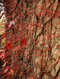 石头墙上爬满红色的爬墙虎