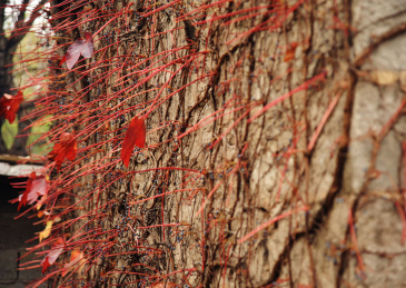 石头墙上爬满红色的爬墙虎