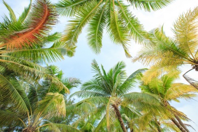 蓝天白云下的金色海滩和椰树林