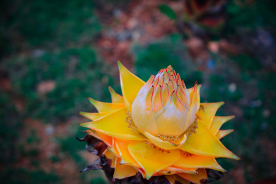 花园里的金色植物花卉地涌金莲