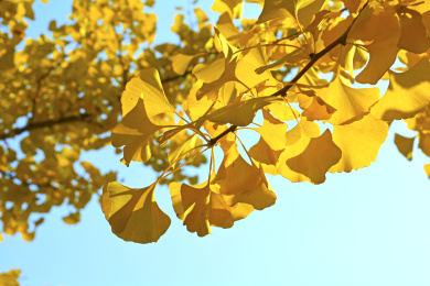 秋天,银杏树枝头挂满金黄色的银杏叶