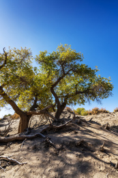 秋季蓝天下内蒙额济纳齐胡杨林风光