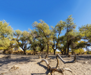秋季蓝天下内蒙额济纳齐胡杨林风光